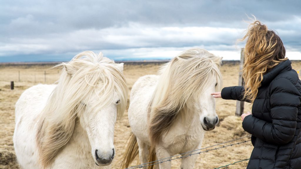 iceland horses