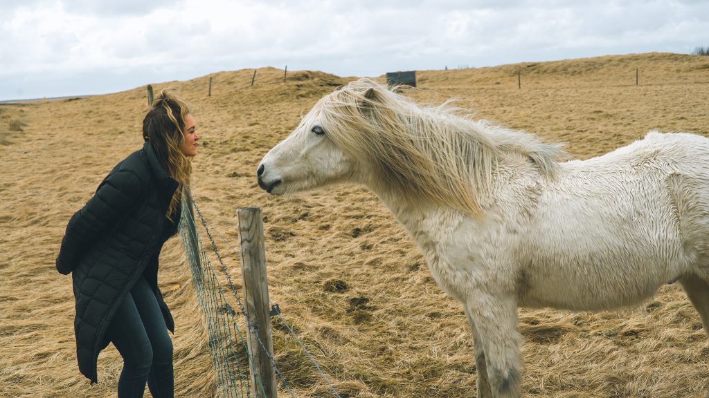 Iceland white horse